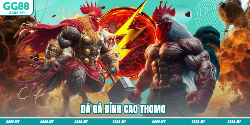 Đá gà đỉnh cao Thomo