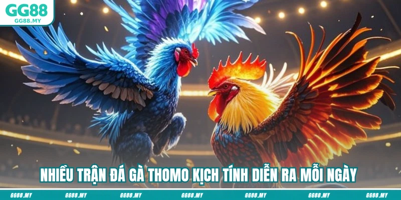 Nhiều trận đá gà Thomo kịch tính diễn ra mỗi ngày